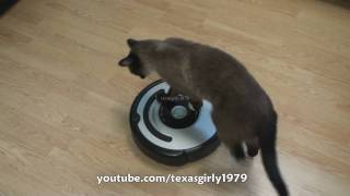 Cat shows HOW TO use iRobot Roomba Vacuum [upl. by Helm583]