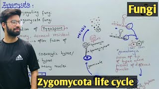 Zygomycota life cycle  Characteristics  Class 11 Biology [upl. by Masuh]