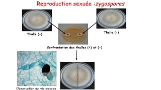 Travaux dirigés corrigés sur le cycle de développement des zygomycètes [upl. by Alpers834]