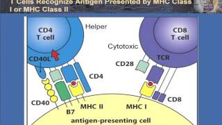 T Cell Activation and Control [upl. by Electra]