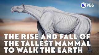 The Rise and Fall of the Tallest Mammal to Walk the Earth [upl. by Nolyag]