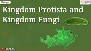 Kingdom Protista and Kingdom Fungi  Class 11 Biology  iKen [upl. by Airasor]