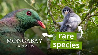 What is an endemic species  Mongabay Explains [upl. by Lubeck]