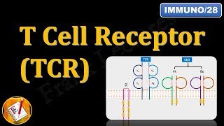 T Cell ReceptorTCR and CD3 FLImmuno28 [upl. by Dupaix]