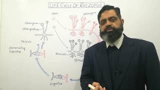 Zygomycota Urdu Hindi medium profmasoodfuzail Life cycle of Rhizopus  Conjugating Fungi [upl. by Callida894]