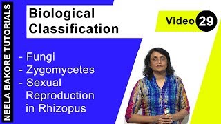 Biological Classification  NEET  Fungi  Zygomycetes  Sexual Reproduction in Rhizopus  Dr Neela [upl. by Nolana776]