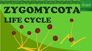 ZYGOMYCOTA LIFE CYCLE biology fungi division lifecycle [upl. by Zavala]