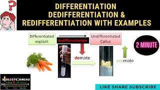 Difference between Differentiation Dedifferentiation amp Redifferentiation with examples [upl. by Ennaegroeg155]