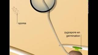 Reproduction sexuée dun zygomycète [upl. by Latsyrc]