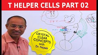 T Helper Cells  Immunology  Part 210 [upl. by Nolahp436]