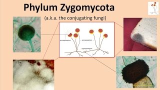 Zygomycota [upl. by Peih501]