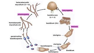 Basidiomycota Part 2 The Mushroom Life Cycle [upl. by Max525]