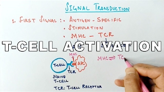 Mechanism of TCELL ACTIVATION [upl. by Schatz]