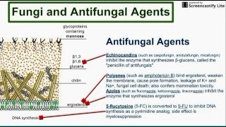 Fungi and Antifungal Agents [upl. by Yelad]