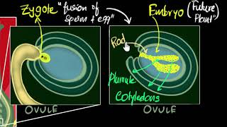 Fertilisation zygote embryo germination  How do organisms reproduce  Biology  Khan Academy [upl. by Enayr]